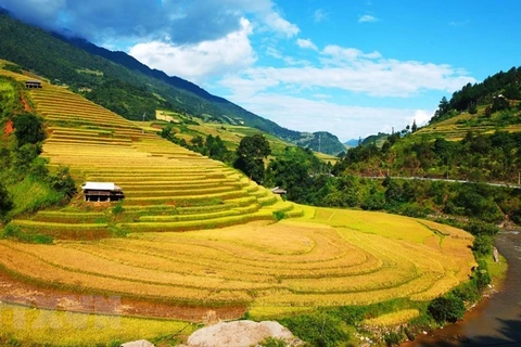 Coming to Mu Cang Chai terraced fields in ripen season 