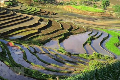 Y Ty rice terraces in pouring-water season