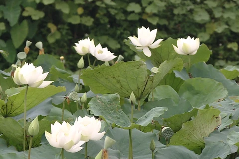 White lotus garden enchants flower lovers in Hanoi