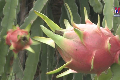 Geographical indication of Binh Thuan dragon fruit protected in Japan