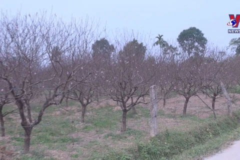 Well-known peach garden in Thanh Hoa ready for Tet