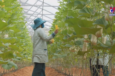 Ninh Thuan develops mega hi tech agriculture