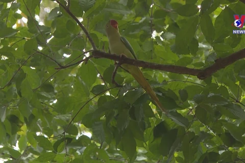 Nearly 200 wild animals released back to nature