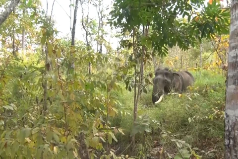 GPS collars to be used on wild elephants in Dak Lak