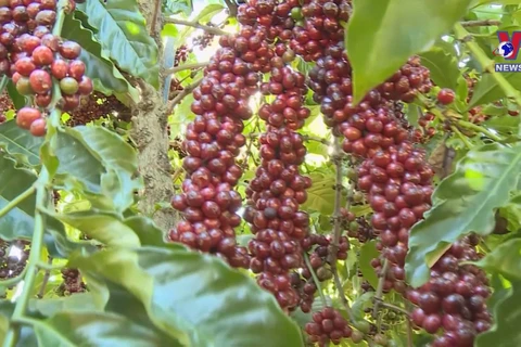 Vietnam to replant 107,000ha of coffee by 2025