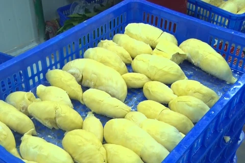 Export of Vietnamese durian to China to become official soon
