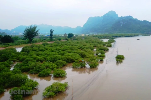 Vietnam’s green transition roadmap serves to fight climate change
