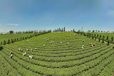Lam Dong strives to develop tea industry towards sustainable development