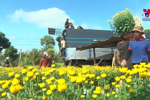 Dak Lak enters Tet flower season