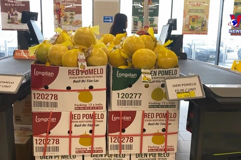 First batch of “Dien” pomelos hit UK supermarket shelves