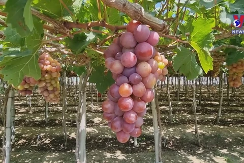 Ninh Thuan vineyard experience popular among visitors