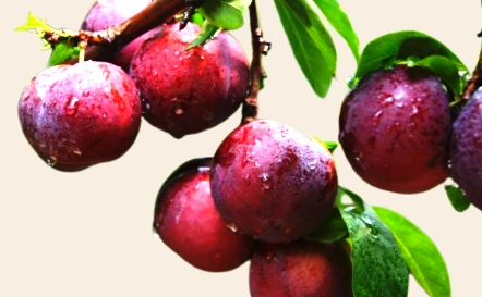 Vietnamese plums bursting with flavour