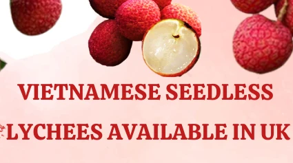 Vietnamese seedless lychees available in UK