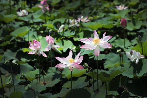 Lotuses in full swing in Ninh Binh