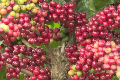 Vietnamese coffee producers focus on quality for sustainable export