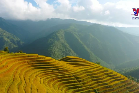 Mu Cang Chai in ripened rice season: A visual feast for travellers