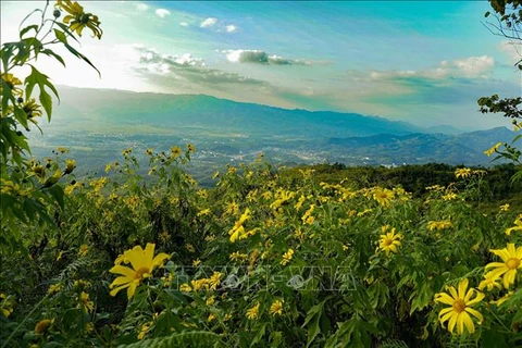 Wild sunflowers dye northwestern mountains yellow