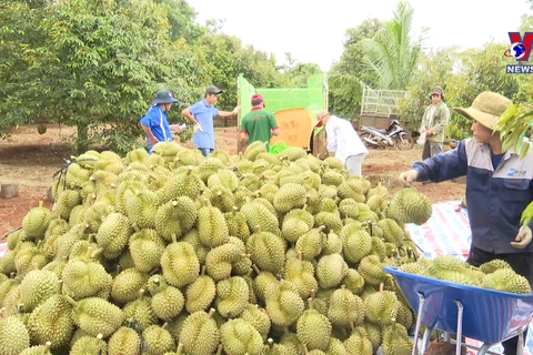 Durian emerging as 'golden fruit' among Vietnam's exports