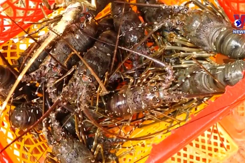 Lobster exports soar 18-fold in two months