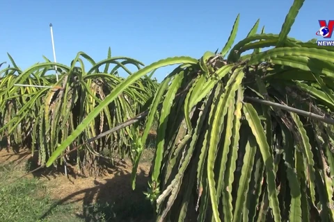 Drought at peak dry season impacts over 20,000ha of farmland