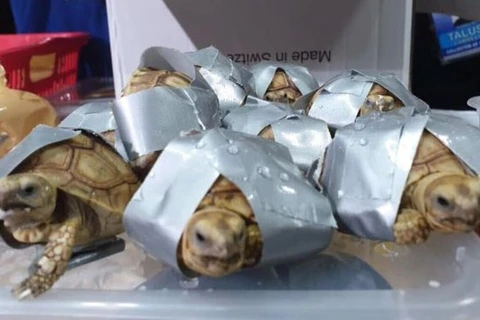 Philippines seizes over 1,500 tortoises in luggage