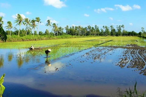 Ca Mau develops high-quality rice farming