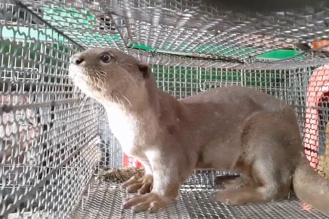 A river otter is put up for sale for 10 million VND (over 436 USD) in Long An province. (Photo: VietnamPlus)