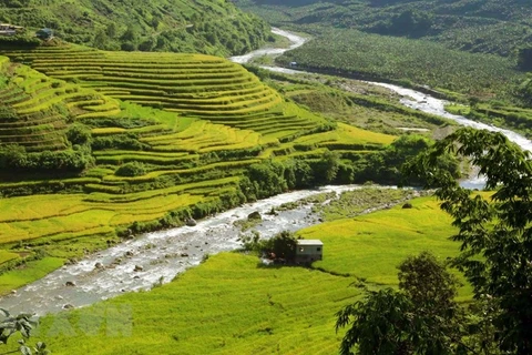 Golden terraces cast a spell over Si Lo Lau border area