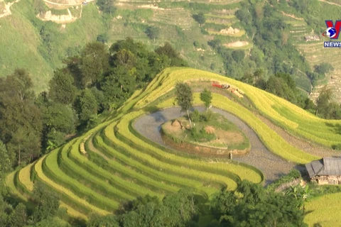 A glimpse of Ha Giang during golden rice season