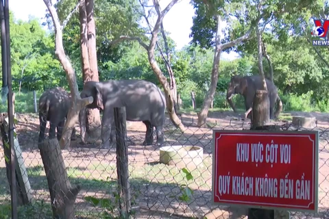 Efforts to conserve elephants in Dak Lak