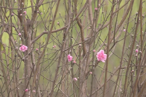 Peach blossoms helping improve Hoa Binh farmers’ incomes