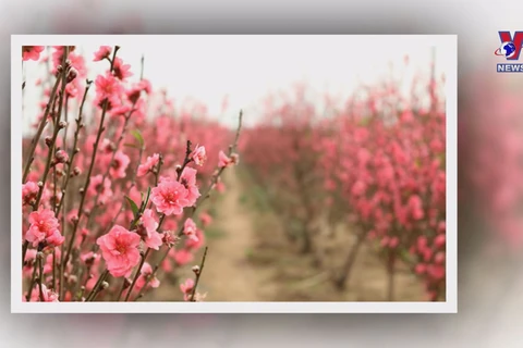 Typical ornamental trees and flowers for Lunar New Year