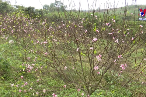 Peach blossom gardens in Ha Tinh crowed ahead of Tet