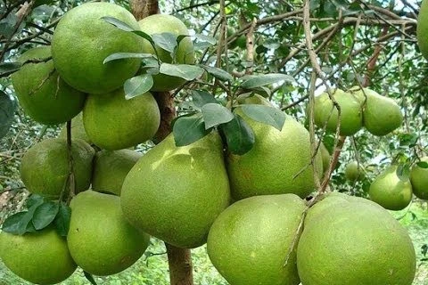 Ben Tre ready to export green pomelo to US