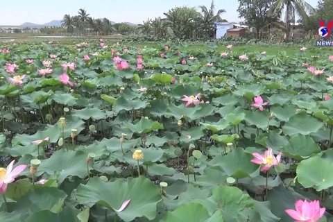 Cham ethnics boost eco-tourism from lotus