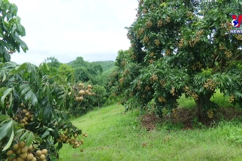 Early-ripening longan in Son La yields high economic efficiency