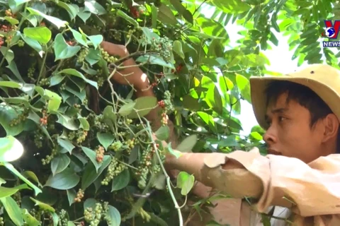 Vietnam remains top global peppercorn exporter