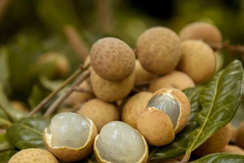 Vietnam exports first batch of longan to Japan