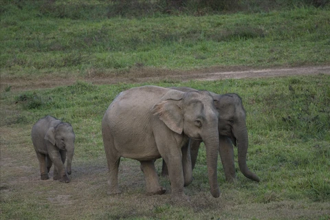 Buon Don district ends elephant rides