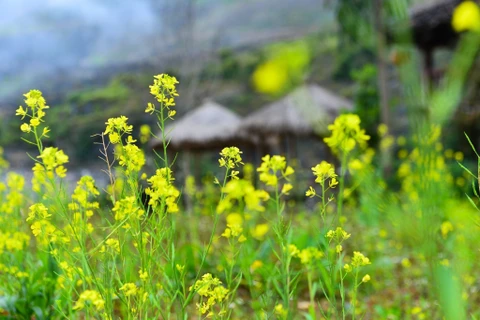 Mustard flowers cover rocky plateau in yellow hue