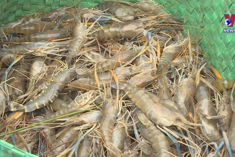 Ca Mau to host first-ever shrimp festival in 2023