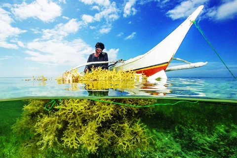 Vietnam targets 500,000 tonnes of seaweed yield by 2030