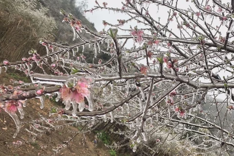 Frost covers northern region after cold snap 