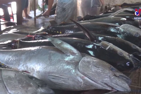 Tuna exports enjoy three-digit growth