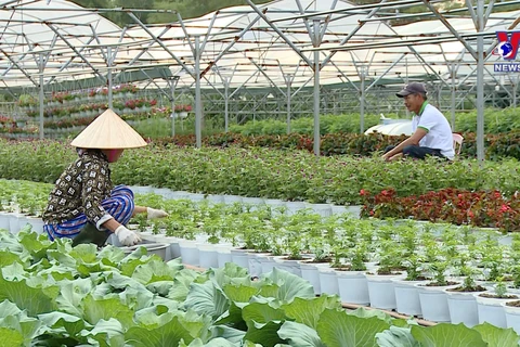 Da Nang prepares for Tet flower season