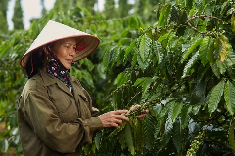 NESCAFE Plan project encourages farmers to carry out sustainable coffee development. 