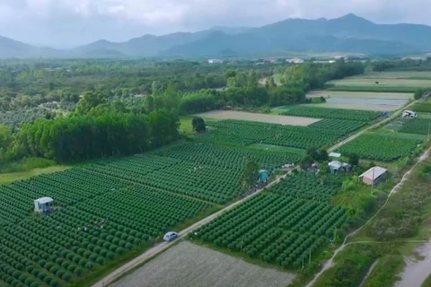 Bustling atmosphere as chrysanthemum season approaches