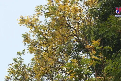 Copperpod flowers blooming on Son Tra Peninsula