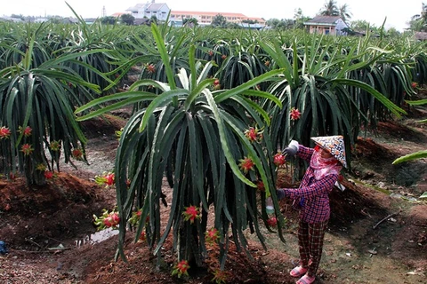 Vietnamese fruit sent to tough markets