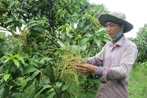 Poor harvest predicted for off-season mangos